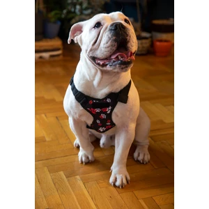 Köpek Gögüs Tasma