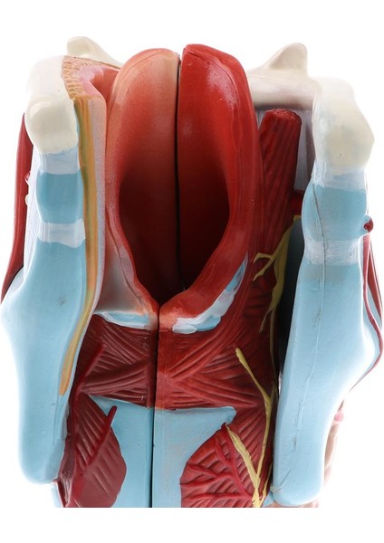 Laboratuvar/ Ekipman Büyüleyici Insan 5 Kısım Farinks Larinks Modeli Bilim Oyuncak (Yurt Dışından)