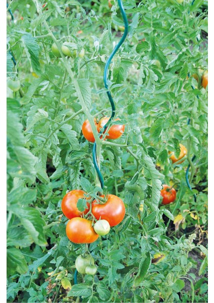 Spiral Pwc Bitki Destek Çubuğu 180CM 10'lu