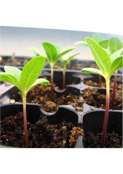 -104 Gözlü 10 LU PAKET Fide Viyolü Fide Kabı Fide Yetiştime Kabı Sebze Viyolü fiyatları