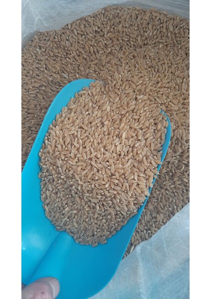 Elenmiş Buğday Makarnalık Güvercin Tavuk Ördek Kaz Hindi Yemi (5 Kg)