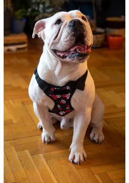 Köpek Gögüs Tasma