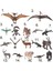 Mini Pterodactylus Model Hayvan Model Çocuk Partisi Vaka Oyuncak (Yurt Dışından) 4