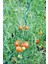 Spiral Pwc Bitki Destek Çubuğu 180CM 10'lu 3