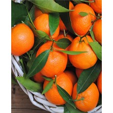 Çermik Fidancılık 4 Adet Tüplü Iri Meyveli Mandalina Fidanı