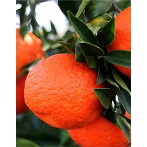 Çermik Fidancılık 2 Adet Tüplü Iri Meyveli Mandalina Fidanı