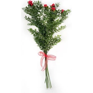 Canlı Yılbaşı Çiçeği Kokina (6dal)