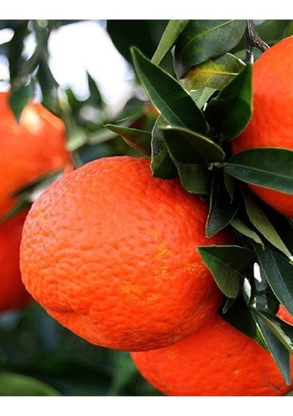 2 Adet Tüplü Iri Meyveli Mandalina Fidanı