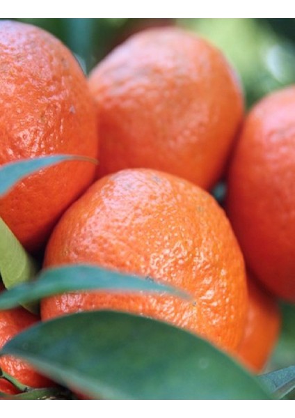 2 Adet Tüplü Iri Meyveli Mandalina Fidanı