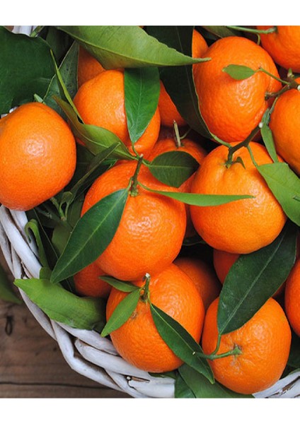 2 Adet Tüplü Iri Meyveli Mandalina Fidanı