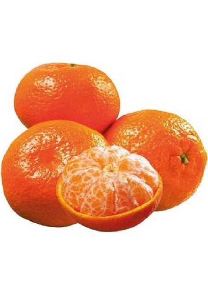 2 Adet Tüplü Iri Meyveli Mandalina Fidanı