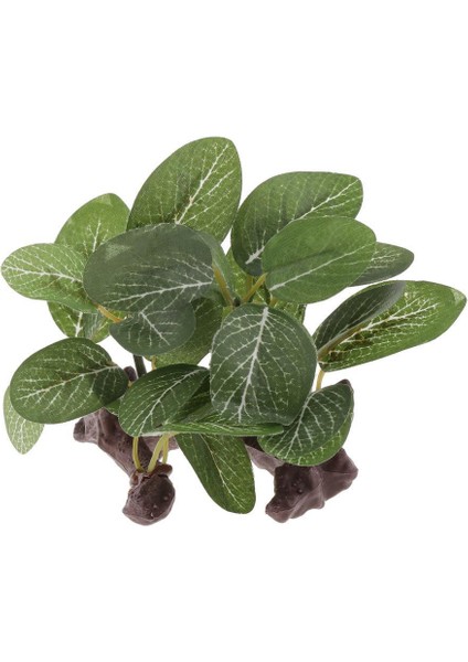 Sakallı Kertenkeleler Için Sürüngen Bitkileri Teraryum Bitkileri indirimleri