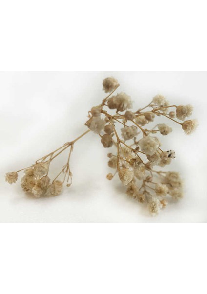 Çiçek Doğal Cipso Pk:50 gr Naturel Kl:35 fiyatları