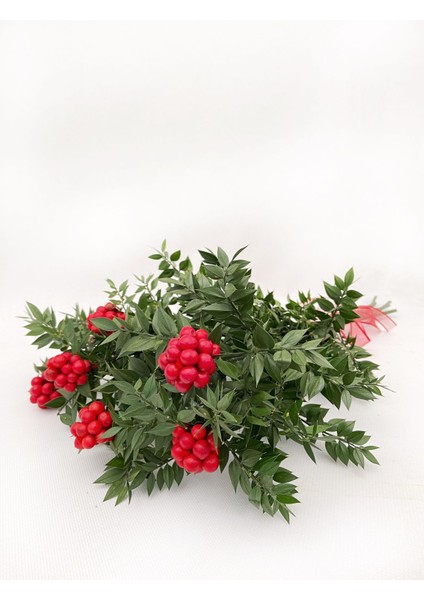 Canlı Yılbaşı Çiçeği Kokina (6dal) fiyatları