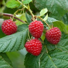 Plantistanbul Rubus Rosifolius Ahududu Çilek Fidesi Saksıda
