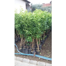Uzay Bahçesi Lime Misket Limon Fidanı