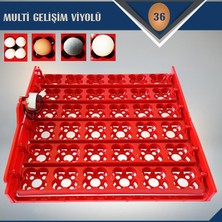 Mor Kuluçka Kırmızı Viyöl