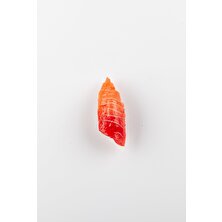 Daiso Japon Suşi Magnet Ton Balığı
