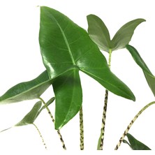 Betonish Alocasia Zebrina (Fil Kulağı)