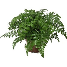 Betonish - Asplenium Parvati