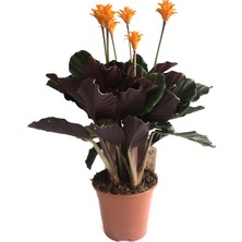 Betonish - Calathea Crocata (Dua Çiçeği)