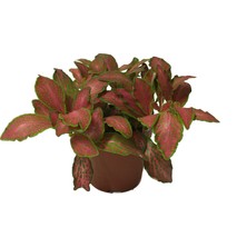 Betonish Fittonia Kırmızı Yeşil Fitonya Ev ve Ofis Bitkisi