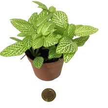 Betonish Fittonia Yeşil Beyaz Fitonya Ev ve Ofis Bitkisi