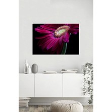 Tablosan  Mor Papatya Fotoğraf Kanvas Tablo