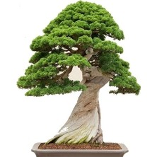 Serdar Çam Tohumculuk Nadir İthal Okaliptüs Bonzai Ağacı Tohumu 5 Tohum Bonsai Tohumu