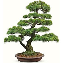 Serdar Çam Tohumculuk Nadir İthal Okaliptüs Bonzai Ağacı Tohumu 5 Tohum Bonsai Tohumu