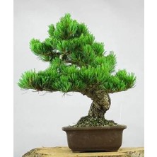 Serdar Çam Tohumculuk Nadir İthal Okaliptüs Bonzai Ağacı Tohumu 5 Tohum Bonsai Tohumu