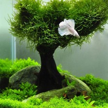 Akvaryum Bitkileri Vesicularia Dubyana Java Moss Cup Canlı Bitki