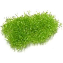 Akvaryum Bitkileri Riccia Moss Canlı Bitki 5 x 5 cm