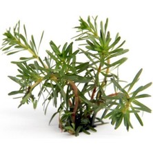 Akvaryum Bitkileri Rotala Wallichi In Vitro Canlı Bitki