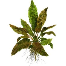 Akvaryum Bitkileri Cryptocoryne Tropica Saksı Canlı Bitki