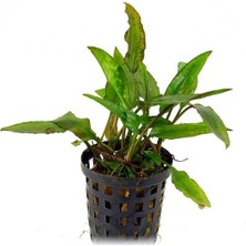 Akvaryum Bitkileri Cryptocoryne Usteriana Green Saksı Canlı Bitki