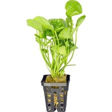 Akvaryum Bitkileri Nymphoides Hydrophylla Taiwan Saksı Canlı Bitki