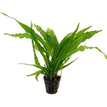 Akvaryum Bitkileri Microsorium Pteropus Sp S Saksı Canlı Bitki