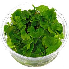 Akvaryum Bitkileri Nymphoides Hydrophylla Taiwan In Vitro Canlı Bitki
