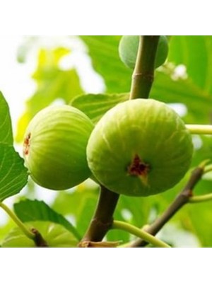 Fidan Sepetim  Bursa Beyaz İncir Fidanı 3 Yaş