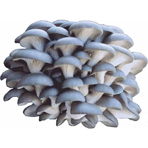 Istiridye Mantarı Tohumu 500 gr