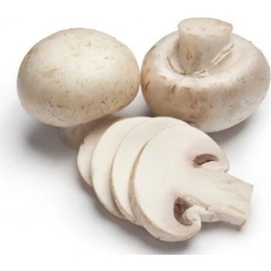 Kültür Mantarı Tohumu 1 kg