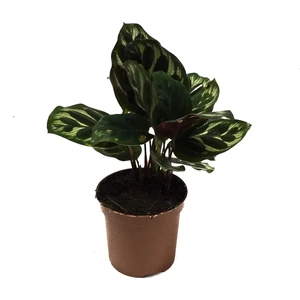 - Calathea Makoyana (Dua Çiçeği)
