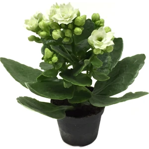 - Kalanchoe Calandiva 'White' (Kalanşo Çiçeği)
