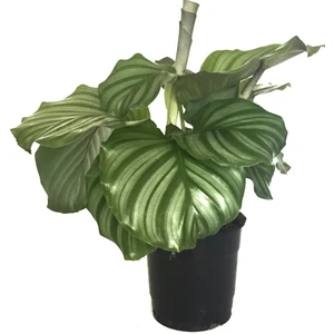 Calathea Orbifolia (Dua Çiçeği)