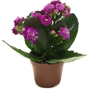 - Kalanchoe Calandiva 'Purple' (Kalanşo Çiçeği)