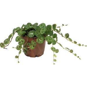 Peperomia Prostrata Ev Ve Ofis Bitkisi