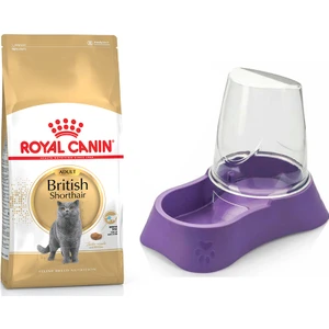 Royal Canin Adult Yetişkin British Shorthair Kedi Maması 2 kg + Evohe Mama Kabı