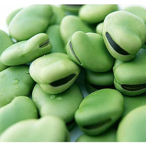 Ege Tarım Bakla Tohumu 20+ Tohum