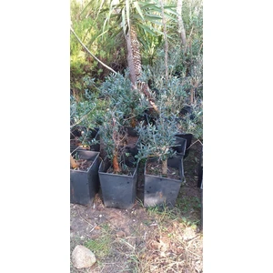 Egepark Fidancılık Gemlik Zeytin Fidanı 60 cm